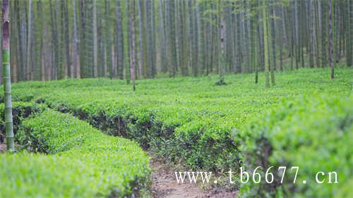 寿眉茶是什么味道寿眉茶的喝法