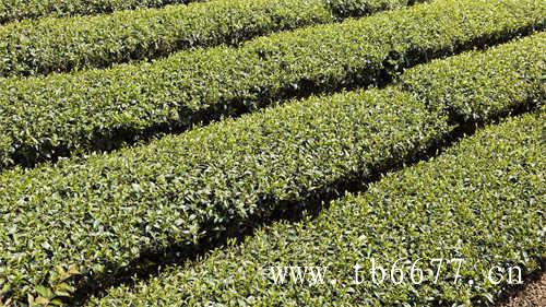 福鼎野生白牡丹茶饼