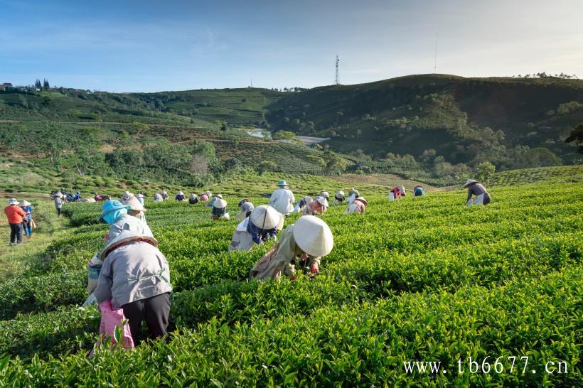 福鼎白茶泡制方法