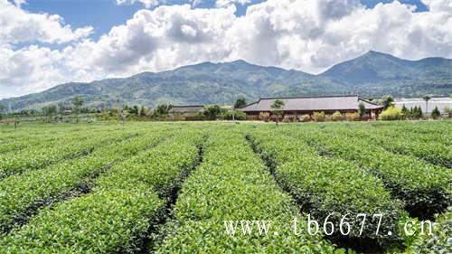 郑州茶博会｜鼎白牡丹共同品鉴会