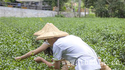 为什么老白茶的香味如此纯正