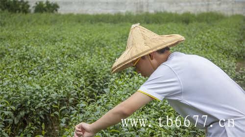 乌龙茶的种类有哪些