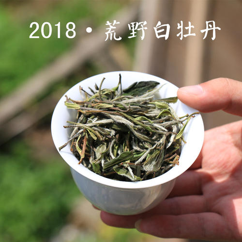 
初春煮老白茶，冷水投茶还是热水投茶，哪种方式更胜一筹？
