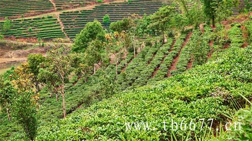 寿宁高山乌龙茶