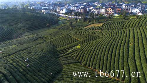 青岛茶博会｜茗星之战巅峰对决