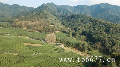 白茶中最具山野味道的茶寿眉