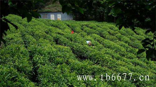 福鼎大白茶白牡丹茶保质期