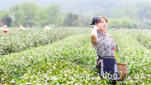 十八般武艺各有千秋乌龙茶