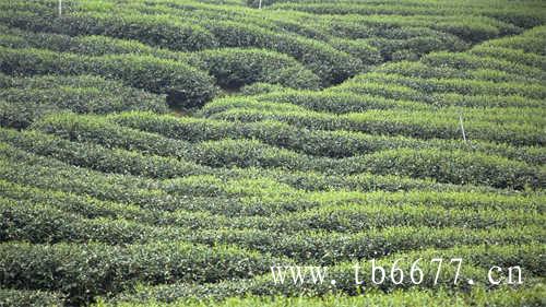 红茶白茶黑茶的冲泡方法