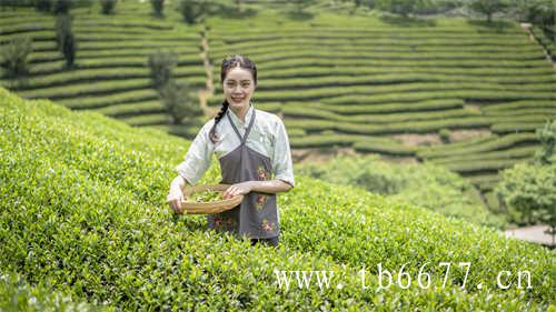 如何挑选一杯好喝的老白茶