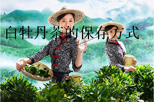 白牡丹茶的保存方式