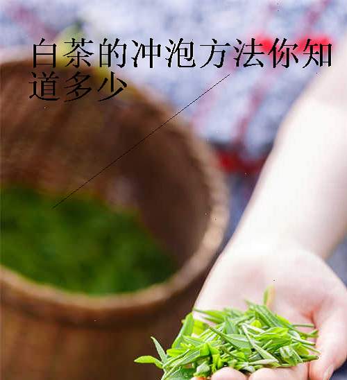 白茶老寿眉老茶片的泡法