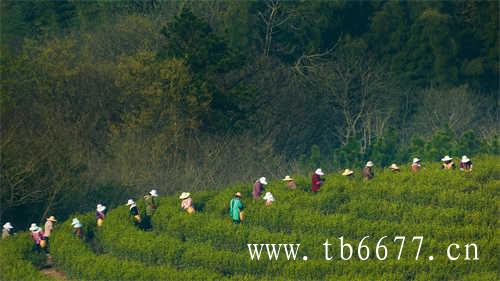 福鼎白茶茶叶评级